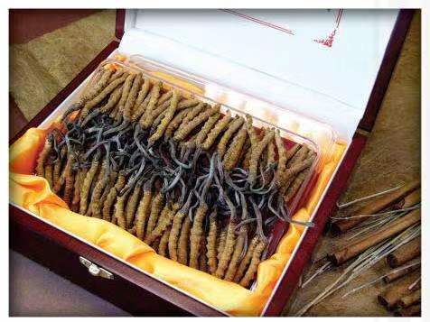 紫金冬虫夏草回收